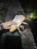 川澤錘頭尾夜光漂咬鉤變色高靈敏超亮醒目電子漂野釣魚漂鯽鯉鰱鳙浮漂 升級硬尾PJ04【野釣綜合】鉛2.2g 【咬鉤變色】加粗醒目尾 曬單實拍圖