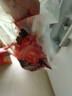 【整條國(guó)產(chǎn)三文魚】冰鮮三文魚即食去內(nèi)臟可開片新鮮日料壽司中段 整條三文魚去內(nèi)臟開片去刺 4斤 帶蘸料 曬單實(shí)拍圖