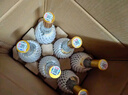 汾酒 53度 黃蓋玻汾 475ml*6瓶 杏花村清香型高度白酒 53度 475mL 6瓶 曬單實拍圖