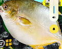 賣魚七郎 國(guó)產(chǎn)冷凍金鯧魚 3條裝 凈重2.7斤 海魚特大 生鮮魚類海鮮水產(chǎn) 曬單實(shí)拍圖