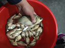民間藝人釣魚(yú)七星漂高靈敏野釣傳統(tǒng)7星漂浮子豆豆漂淺水草洞溪流套裝 曬單實(shí)拍圖