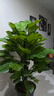 大葉綠蘿柱盆栽辦公室大型綠植物室內(nèi)除甲醛神器百搭好養(yǎng)活 大葉綠蘿柱1.4-1.5米原盆 曬單實(shí)拍圖