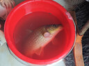 創(chuàng)威凌天三代釣魚竿手竿碳纖維魚桿十大物魚竿全套一套臺(tái)釣魚竿漁具 5.4m 全能 曬單實(shí)拍圖