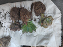 鑫干和（xinganhe）多肉植物肉肉盆栽老樁辦公室內耐干旱懶人綠植花卉 初戀（單頭4-6cm） 曬單實(shí)拍圖