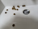 月印百川 金絲楠木手串男女款高密佛珠念珠文玩手鏈約15mm 曬單實拍圖