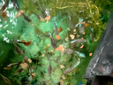 海豚魚(yú)食小型魚(yú)200g薄片魚(yú)糧 斗魚(yú)孔雀魚(yú)飼料 不渾水熱帶魚(yú)食小魚(yú)飼料 曬單實(shí)拍圖