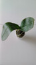 蝴蝶蘭蘭花花花苗花劍盆栽客廳室內植物陽(yáng)臺大苗花卉四季開(kāi)花綠植 粉玉【當年開(kāi)花】1顆+肥料 曬單實(shí)拍圖