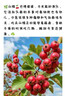 OKSJ【超級快充2條】安卓數(shù)據(jù)線vivo手機(jī)充電線Micro USB線 適用于華為/小米/榮耀/oppox7/x20閃充電寶 曬單實(shí)拍圖