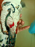 鷹本士高顏值陶瓷內(nèi)膽保溫杯帶蓋便攜咖啡杯送女生戶外運(yùn)動(dòng)316不銹鋼杯 【白孔雀】覆陶瓷內(nèi)膽500ml 曬單實(shí)拍圖