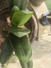 君子蘭盆栽帶花苞四季好養(yǎng)多肉花苗盆景客廳桌面老樁大苗花卉綠植 特級(jí)苗14-15片葉【原盆土】 曬單實(shí)拍圖