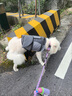 橙央狗狗救生衣寵物救生衣小型犬幼犬安全鯊魚游泳衣狗泳衣游泳衣服 黃色救生衣 S-適合8-14斤寵物 曬單實(shí)拍圖