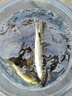 達(dá)億瓦（DAIWA） 新款 一擊櫻 綜合休閑手桿臺釣竿輕碳素進(jìn)口釣魚竿釣桿 垂釣裝備 F-4.5米 曬單實拍圖