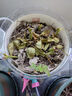 開(kāi)時(shí)果 玫瑰花苗盆栽樹(shù)苗濃香型花卉 月季花苗四季開(kāi)花庭院綠化扦插小苗 紅玫瑰（紅色/可食用） 10棵裝 曬單實(shí)拍圖