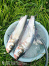 致尊坊進口火線釣魚線主線正品防纏繞大力馬子線超細單股防咬飛磕pe子線 50米單股火線【白色】 1.2號 曬單實拍圖