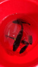 沃鼎王者神劍三代魚(yú)竿超輕綜合輕量大物竿鯽魚(yú)竿釣魚(yú)竿魚(yú)桿手竿臺釣竿 7.5m 【全水域征服者】5.5H 曬單實(shí)拍圖