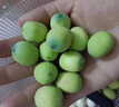 南步湖南新鮮蓮蓬【順豐到家】湘潭現(xiàn)摘生吃蓮子米蓮蓬手剝湘蓮水果 3斤 鮮蓮子 加冰發(fā)貨 曬單實拍圖