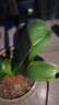 嘆為觀止君子蘭盆栽四季老苗花卉植物室內(nèi)庭院水培綠植好養(yǎng)圓頭和尚大小苗 金冠君子蘭10-12片原盆原土+送 含盆 曬單實拍圖