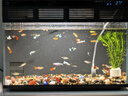 瘋狂水草觀賞魚活體斑馬魚斗魚孔雀魚小型熱帶魚淡水燈魚 精品糖果斑馬隨機8條 曬單實拍圖