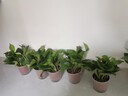 雙盟 綠蘿盆栽除甲醛花卉綠植辦公室新房凈化空氣110款10盆裝源頭直發(fā) 曬單實拍圖