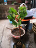 無花果樹果苗特大庭院陽臺(tái)南方北方種植果波姬青皮紅水果樹苗盆栽 芭勞奈 (杯苗帶土帶葉發(fā)貨) 兩年苗 曬單實(shí)拍圖