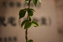 適馬【國補L口】適馬28-45mm F1.8 DG DN 全畫(huà)幅 廣角變焦鏡頭 恒定大光圈 風(fēng)光人像 松下L卡口【國補】 曬單實(shí)拍圖