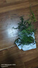 急兔文竹盆栽水培土培綠植桌面植物易活四季常青花卉含早安盆源頭直發(fā) 曬單實(shí)拍圖