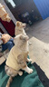 臺(tái)派狗干糧40斤金毛拉布拉多泰迪成犬幼犬小型犬中大型犬全期狗糧20kg 曬單實(shí)拍圖