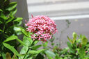 佳能/Canon 600D 700D 750D 760D 800D 二手單反相機新手入門旅游高清相機 600D+18-55 IS II【套機】 99新 曬單實拍圖