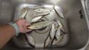 小鳳仙咬鉤變色夜光漂錘頭尾發(fā)光漂夜釣電子漂鯽鯉魚漂標加粗醒目近視漂 曬單實拍圖