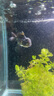 備能 日本黃粉魚(yú)藥爛尾爛肉魚(yú)用白點(diǎn)凈水霉病頭洞魚(yú)缸專用殺菌藥劑50g 曬單實(shí)拍圖