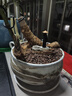 RESET防盜門鎖芯入戶門C級(jí)鎖芯防盜門大門鎖芯8鑰匙R(shí)ST-136 90P 32.5 曬單實(shí)拍圖