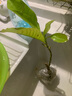 臨雅白蘭花盆栽玉蘭花樹(shù)苗帶花苞黃角蘭室內庭院濃香花卉四季開(kāi)花植物 【白蘭】花苗28-40cm左右 曬單實(shí)拍圖