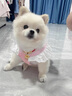 寵物貓咪狗狗衣服薄款牛仔牽引裙公主小型幼犬泰迪博美比熊春夏裝 HN甜心牛仔胸背裙-粉色 M碼(大約適合4-5斤) 曬單實拍圖