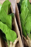 生喜朗仿真綠植萬年青小盆栽假植物發(fā)財樹假花擺設客廳桌面落地裝飾擺件 曬單實拍圖