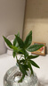 OEMG恭喜發(fā)財水培植物發(fā)財樹辦公室內(nèi)客廳桌面花卉盆栽凈化綠植 一棵奇趣發(fā)財樹+灰瓶 曬單實拍圖