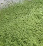 沃農賽德 牧草打漿機鍘草機雞鴨豬養殖小型家用青草秸稈粉碎機玉米磨漿機 【沙克龍】4刀盤(pán)+5.5KW220V電機 曬單實(shí)拍圖