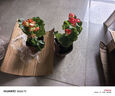 麗格海棠盆栽帶花不斷四季開花室內(nèi)陽(yáng)臺(tái)好養(yǎng)花卉玫瑰玻璃海棠 麗格海棠粉紅色（不含盆） 曬單實(shí)拍圖