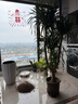 史丹利（STANLEY）營養(yǎng)土40L大包裝營養(yǎng)土養(yǎng)花專用通用型花土種菜種花土壤 曬單實拍圖