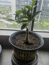 日香桂花月桂四季開(kāi)花佛頂珠香味濃郁室內盆栽花卉綠植盆景陽(yáng)臺花 佛頂珠-全年開(kāi)花-香味濃郁 曬單實(shí)拍圖