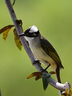 尼康（Nikon） 【國行全新】尼克爾 Z 100-400mm f/4.5-5.6 VR S 全畫幅微單鏡頭 長(zhǎng)焦變焦鏡頭 Z卡口鏡頭 曬單實(shí)拍圖