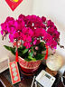 Only you【兩小時(shí)達(dá)】蝴蝶蘭帶花苞花劍花盆真花蘭花盆栽開業(yè)喬遷佛堂供花 10株紫色（瓷盆隨機(jī)） 曬單實(shí)拍圖