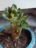 沙漠玫瑰盆栽重瓣花卉庭院植物耐旱室內(nèi)四季陽臺盆景懶人好養(yǎng)綠植 沙漠玫瑰【紅寶石】3年老樁+加侖盆 曬單實拍圖