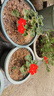 唯友大花天竺葵盆栽重瓣四季垂吊開花直立花卉庭院陽(yáng)臺(tái)帶花苞發(fā)貨花苗 萬(wàn)玫 曬單實(shí)拍圖