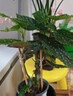 ZNMW鱒魚秋海棠烏頭富士山熱帶植物鮮花綠植花盆謎室內(nèi)客廳花園 【白冰】竹節(jié)類秋海棠 曬單實(shí)拍圖