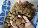 【帶枝保鮮】廣西新鮮桂圓龍眼現(xiàn)摘現(xiàn)發(fā)清甜多汁肉厚飽滿 廣西龍眼帶箱帶枝葉【5斤】 （泡沫箱+冰袋）約5角硬幣大小 曬單實(shí)拍圖