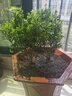 歐悟米蘭花盆栽花卉植物室內(nèi)四季開(kāi)花帶花苞濃香茉莉花苗盆景驅(qū)蚊綠植 五年壯苗米蘭花原土球發(fā)貨2盆 曬單實(shí)拍圖