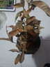 桂花樹(shù)苗四季桂盆栽可食用開(kāi)花不斷室內陽(yáng)臺庭院濃香型花卉植物 精品四季桂花20-30厘米【練手裝】 不含盆 曬單實(shí)拍圖