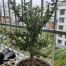 意軒大葉玉樹盆栽陽臺室內(nèi)綠植辦公室花卉多肉植物燕子掌金枝盆栽 青葉金枝玉葉高30厘米 曬單實拍圖