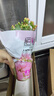 長壽花盆栽重瓣金狐貍大花帶花苞花苗 四季開花耐旱好養(yǎng)花卉植物 【紅色】基地盆高約18cm 高約18-30cm 曬單實拍圖