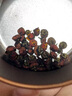 力威豹 昆侖雪菊胎菊100克/罐新疆天山血菊蕾野菊花枸杞茶【女神禮物】 曬單實(shí)拍圖